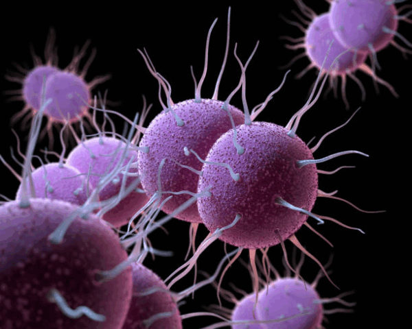 Genital herpes  - Image 3